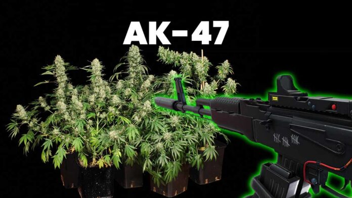 AK-47 - legendarna odmiana marihuany