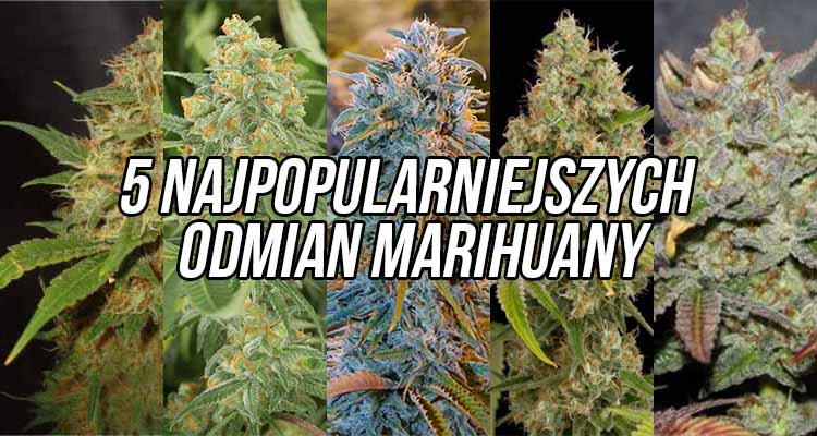 5 najpopularniejszych odmian marihuany