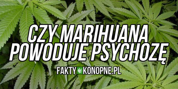 Czy marihuana powoduje psychozy