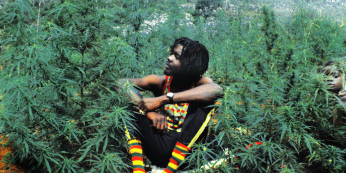 marihuana-jamajka-legalna-legalizacja