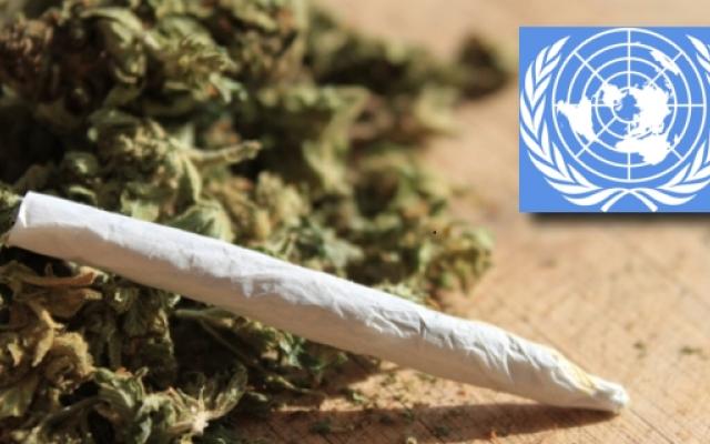 światowa-organizacja-zdrowia-legalizacja-narkotyków-marihuany