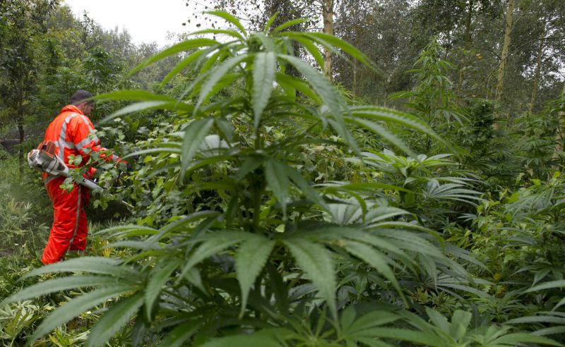 plantacja marihuany w holandii