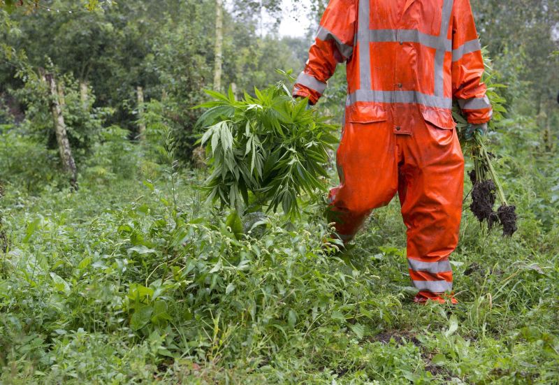 plantacja marihuany w holandii