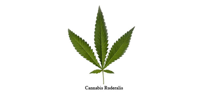 cannabis-ruderalis
