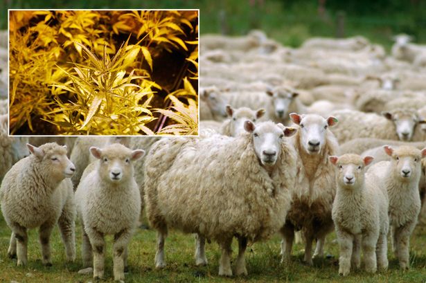 owce-zjadly-marihuane