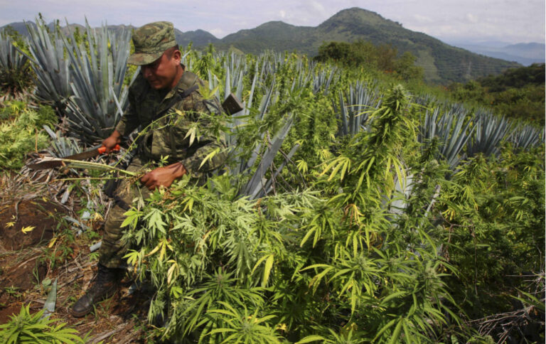Legalizacja marihuany nie podoba się meksykańskim kartelom narkotykowym