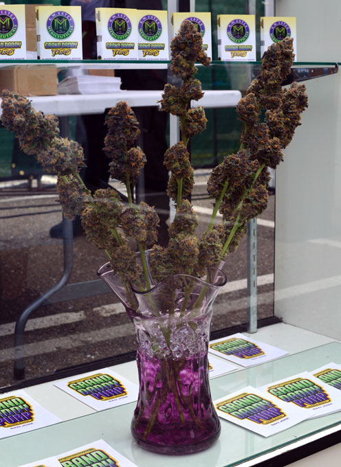 wazon z bukietem z roślin marihuany