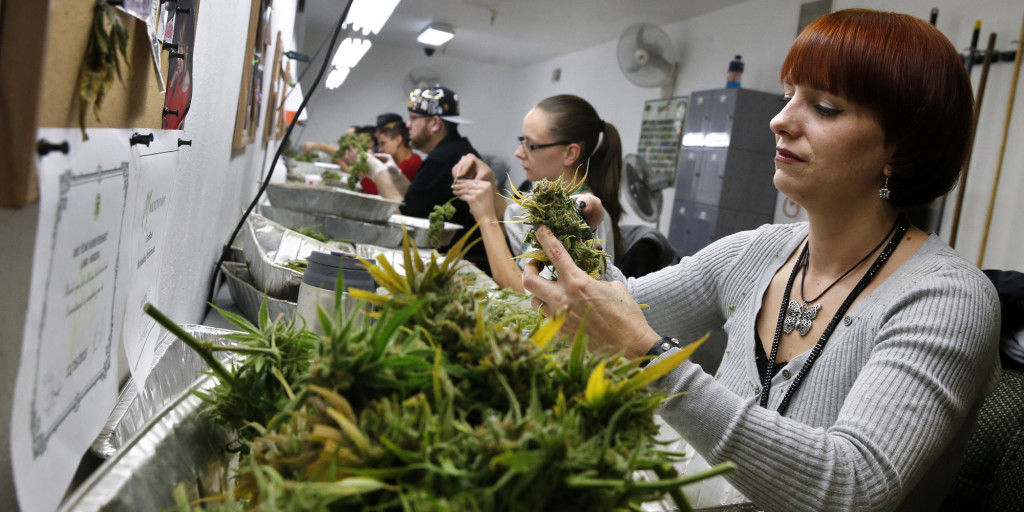 Legalizacja marihuany w Kolorado stworzyła wiele nowych zawodów, między innymi ten, polegający na obieraniu liści z kwiatów