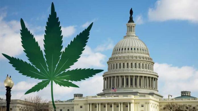 Waszyngton D.C jest czwartym stanem, który zalegalizował marihuanę do celów rekreacyjnych