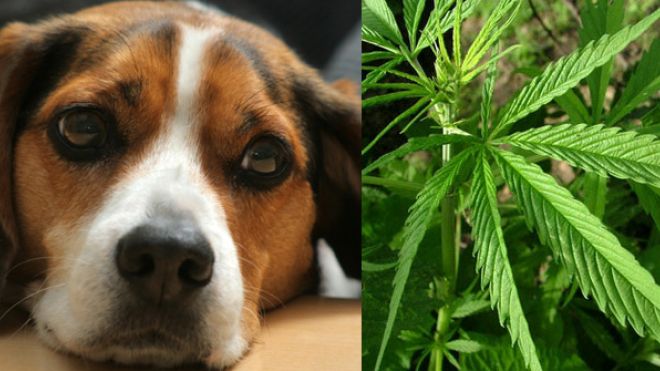 marihuana znaleziona w psiej budzie