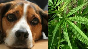 Stan Nevada chce wprowadzic medyczna marihuane dla zwierzat