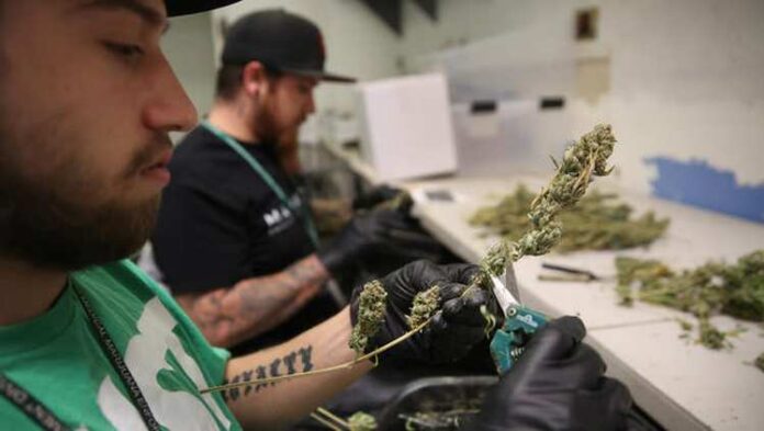 Przemysł marihuany jest najszybciej rozwijającym się przemysłem w USA