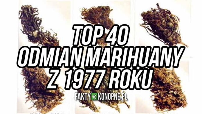 top 40 odmian marihuany 1977 roku