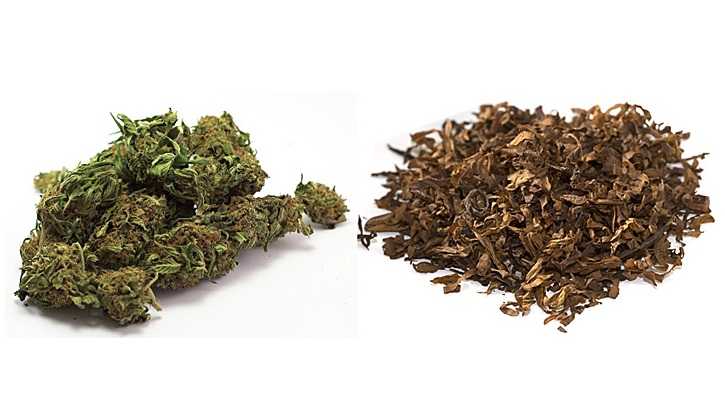 marihuana i tytoń