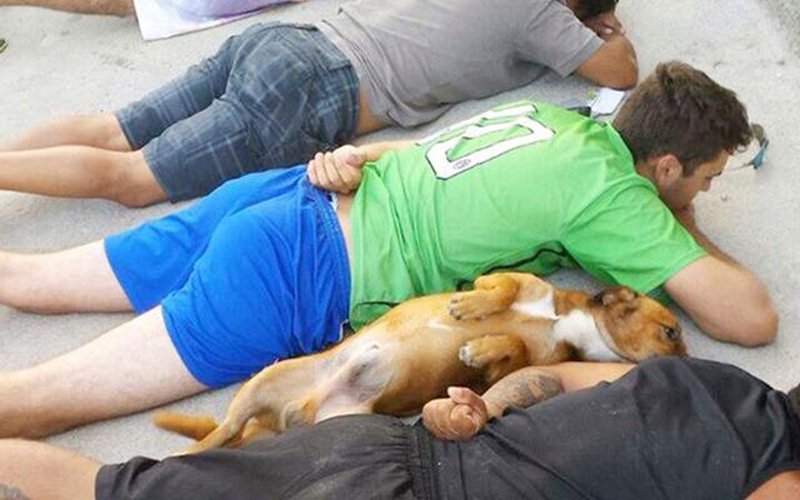 Pies leżący na polecenie funkcjonariusza - leżeć
