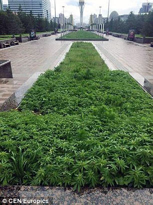 marihuana-rosnie-dziko-w-stolicy-kazachstanu-astanie-3