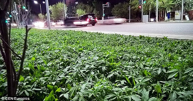 marihuana-rosnie-dziko-w-stolicy-kazachstanu-astanie