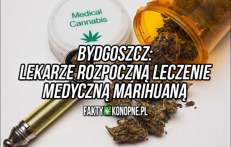 Lekarze Z Bydgoszczy Rozpoczną Leczenie Medyczną Marihuaną Faktykonopnepl 6284