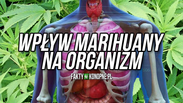 wplyw-marihuany-na-organizm