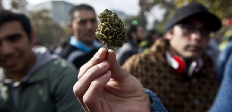 mezczyzna trzymajacy topa marihuany podczas marszu legalizacyjnego w chile