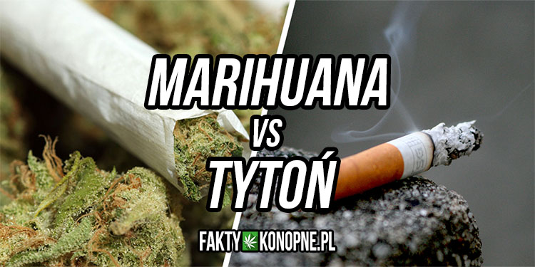 marihuana vs tyton