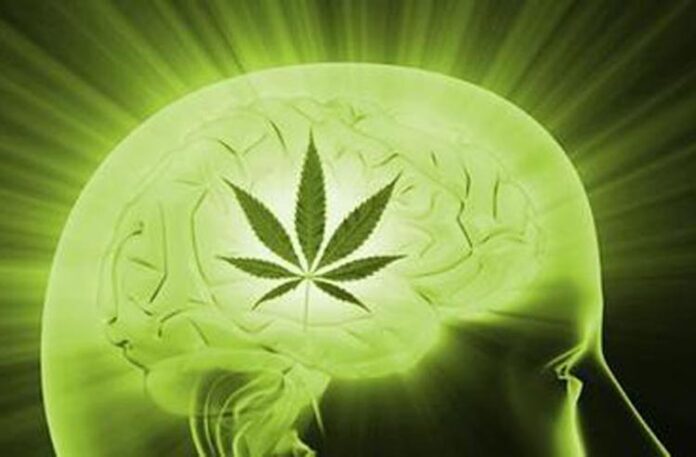 Marihuana podnosi poziom ilorazu inteligencji u okazjonalnych uzytkownikow