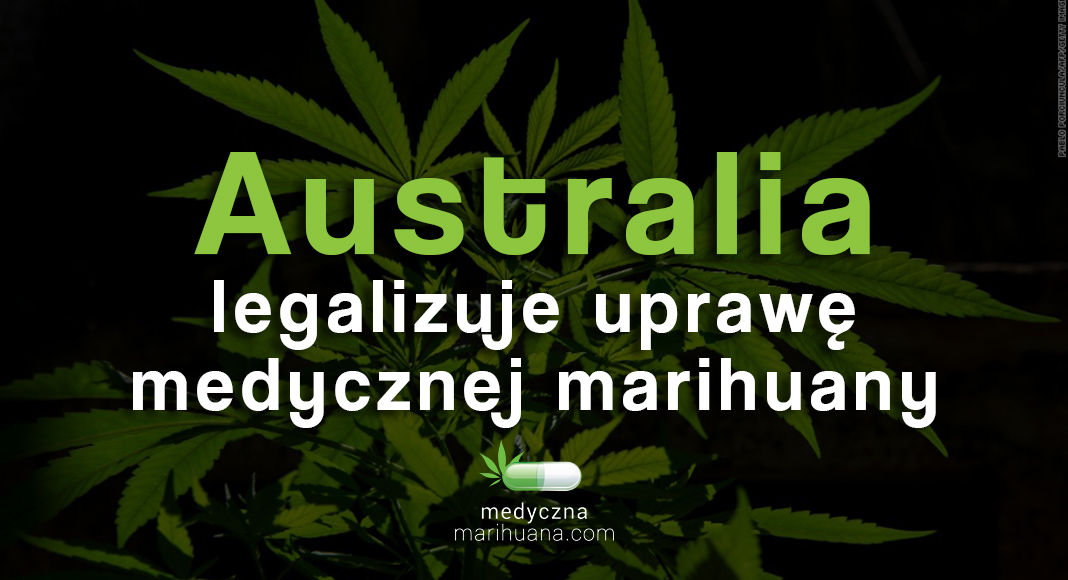 australia legalizuje uprawe medycznej marihuany