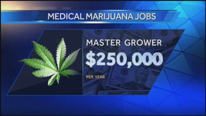 Hodowca marihuany w legalnym przemysle marihuany moze zarobic cwierc miliona dolarow