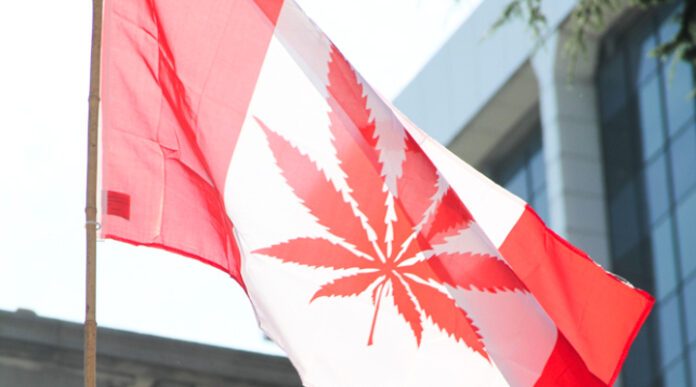 Kanada legalizuje marihuanę do celów rekreacyjnych