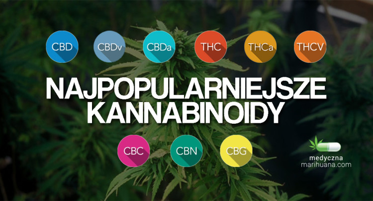Kannabinoidy - najpopularniejsze