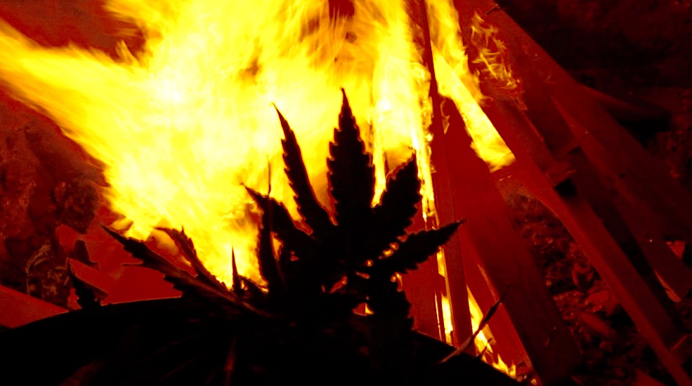marijuana_burning_2_photo_by_sarah_weston