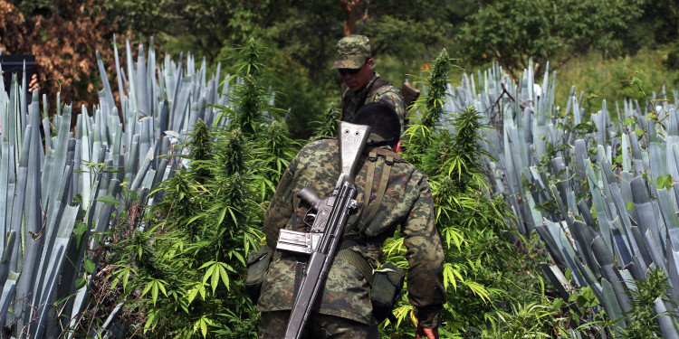 Meksyk: zielone światło dla marihuany na własny użytek
