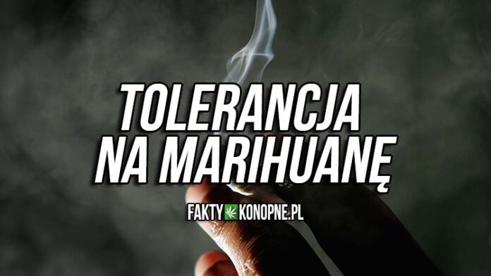 tolerancja na marihuane