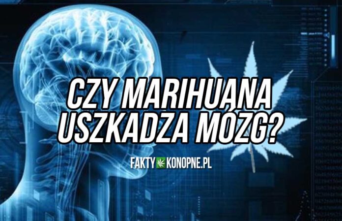 Czy marihuana uszkadza mózg