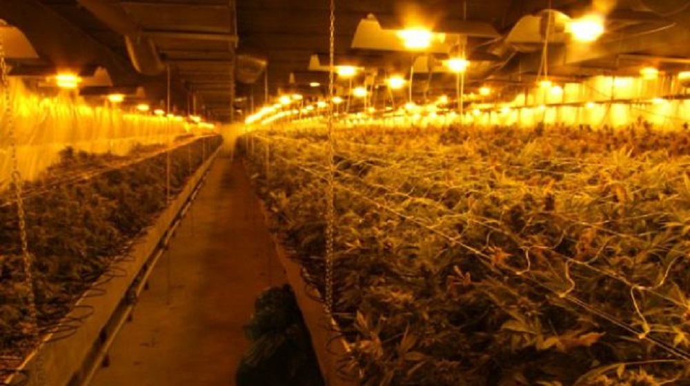 największa plantacja marihuany w polsce