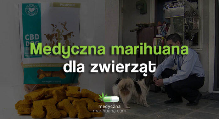 Medyczna marihuana dla zwierząt