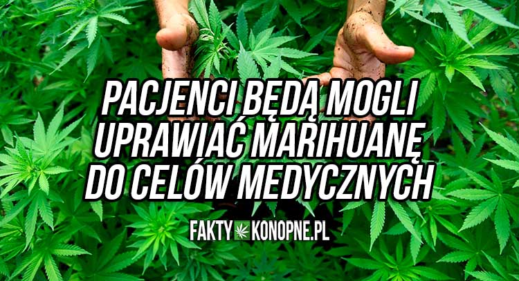 Pacjenci w Polsce będą mogli uprawiać marihuanę do celów medycznych