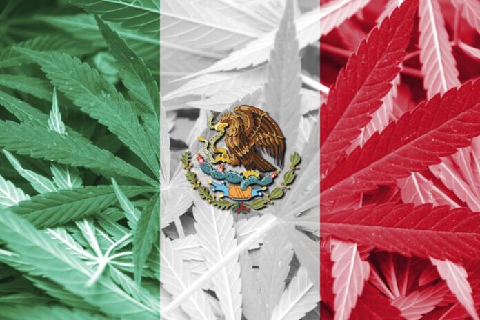 prezydent meksyku chce legalizacji medycznej marihuany