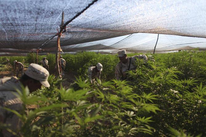 największa na świecie plantacja marihuany