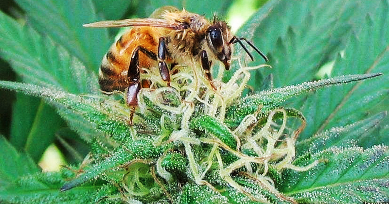 pszczoły konopie marihuana 4