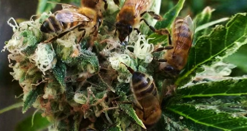 pszczoły-konopie-marihuana-5