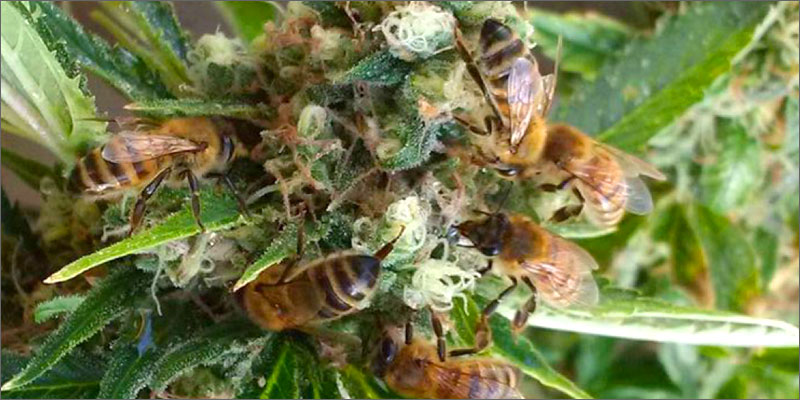 pszczoły-konopie-marihuana