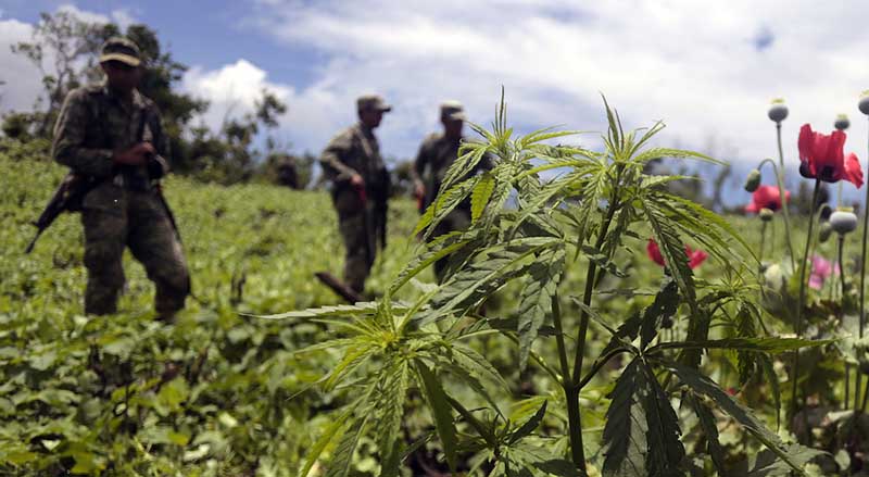 legalizacja wojna z narkotykami