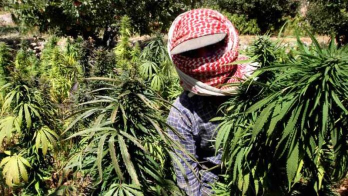 państwo islamskie jest przeciwne legalizacji marihuany