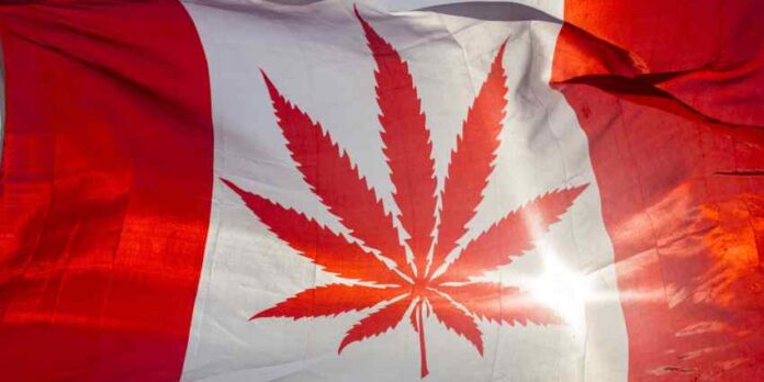 pacjenci w kanadzie będą mogli uprawiać medyczną marihuanę w domu