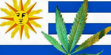Urugwaj rozpoczyna legalną sprzedaż marihuany do celów medycznych i rekreacyjnych