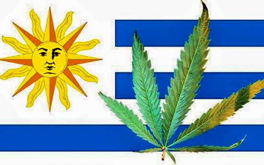 Urugwaj rozpoczyna legalną sprzedaż marihuany do celów medycznych i rekreacyjnych