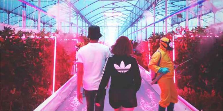 Plantacja marihuany w reklamie firmy Adidas