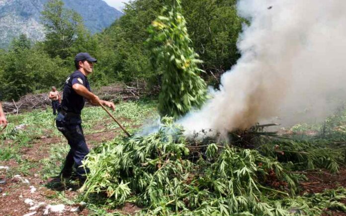 Policja w Albanii od czerwca zniszczyła 2,4 miliona roślin konopi indyjskich