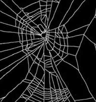 sieć pająka zbudowana pod wpływem amfetaminy